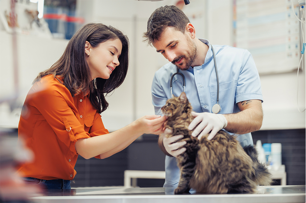 A veterinarian in light blue scrubs examines a fluffy cat while the owner gently pets the cat during the check-up - Luxe Vet