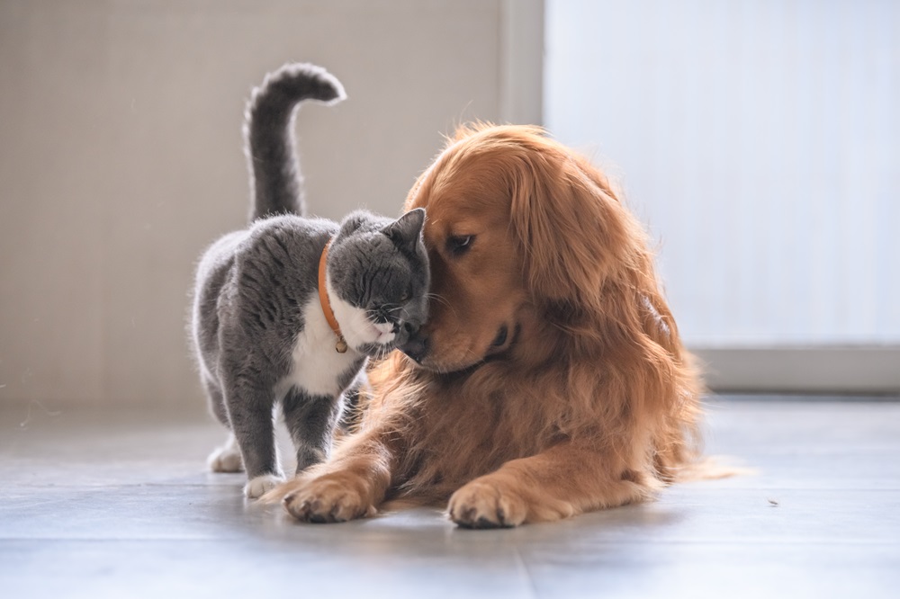 A cat affectionately rubs its head against a resting Golden Retriever on a tiled floor - Luxe Vet