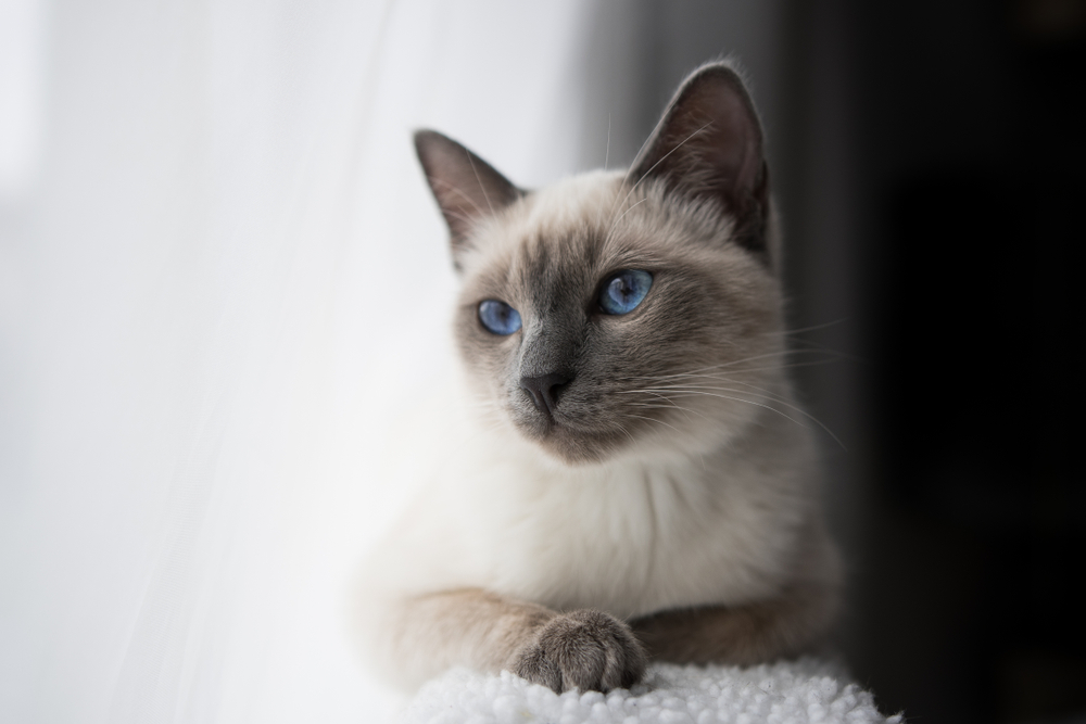 Close-up of a Siamese cat with striking blue eyes sitting peacefully by a window – Tempe Vet