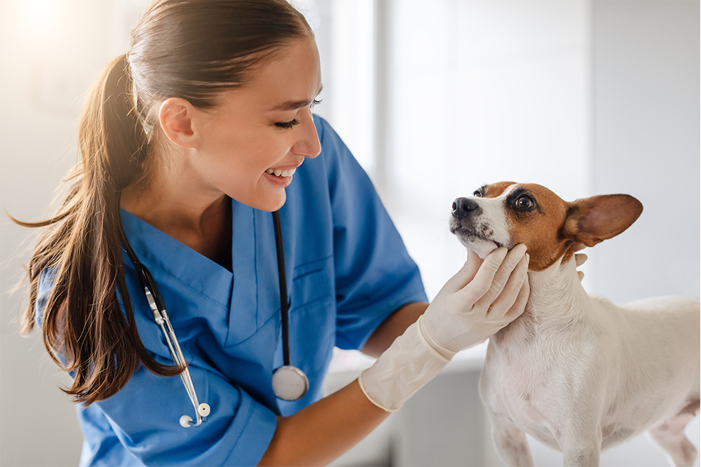 A veterinarian in blue scrubs smiles while gently examining a small dog’s face during a check-up - Luxe Vet