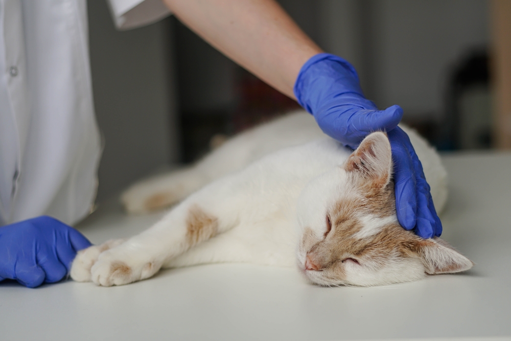 A white and tan cat lies on an exam table with eyes closed while a veterinarian wearing blue gloves gently pets its head - Emergency Vet Tempe