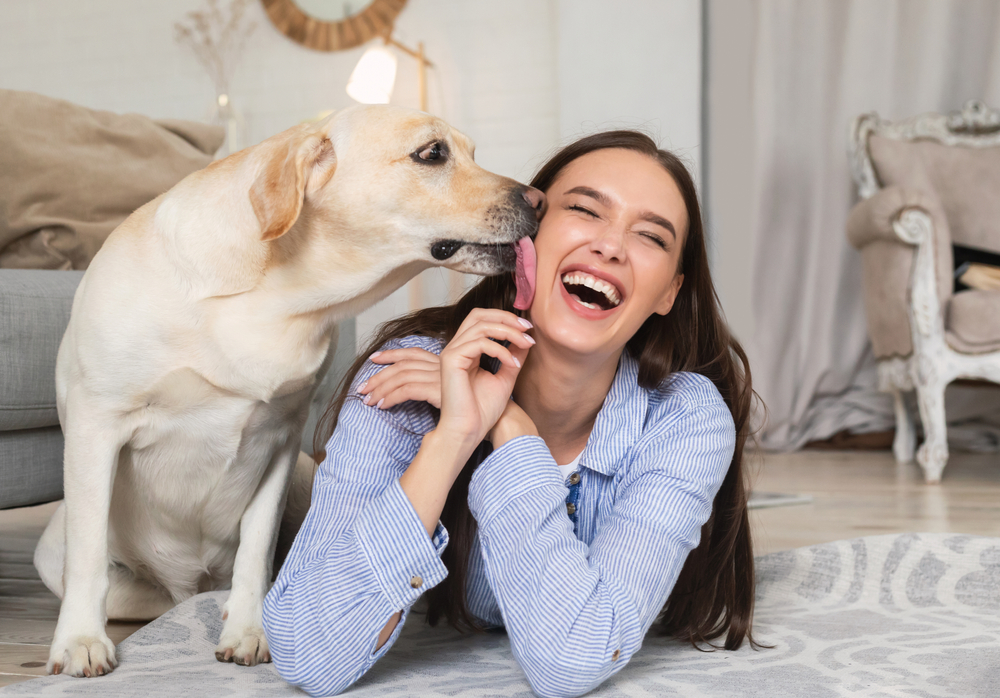 A joyful Labrador lovingly licks a smiling woman while spending time at home – Tempe Vet