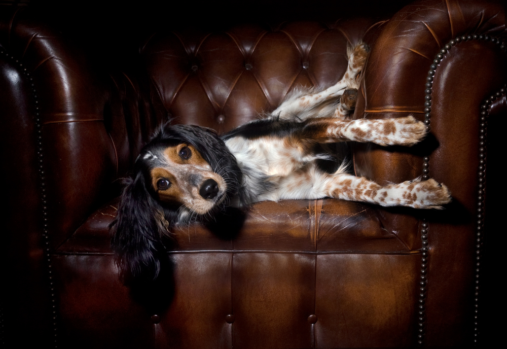 A dog with long ears and speckled legs lies stretched out on a brown leather armchair, gazing up with a relaxed expression - Luxe Vet