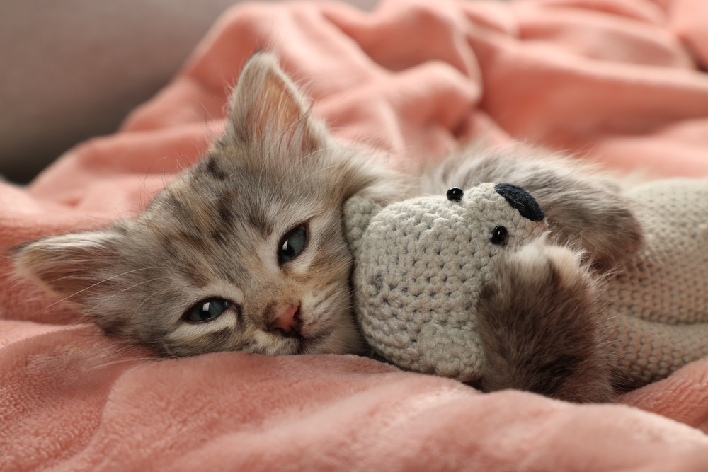 A small kitten lies on a soft blanket, cuddling a stuffed toy, looking cozy and peaceful - North Scottsdale Vet.