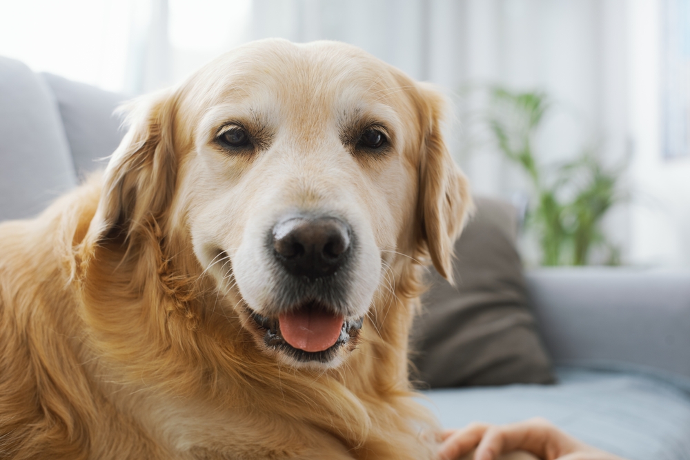 A gentle Golden Retriever rests indoors on a couch, looking calm and happy with a soft expression - North Scottsdale Vet.