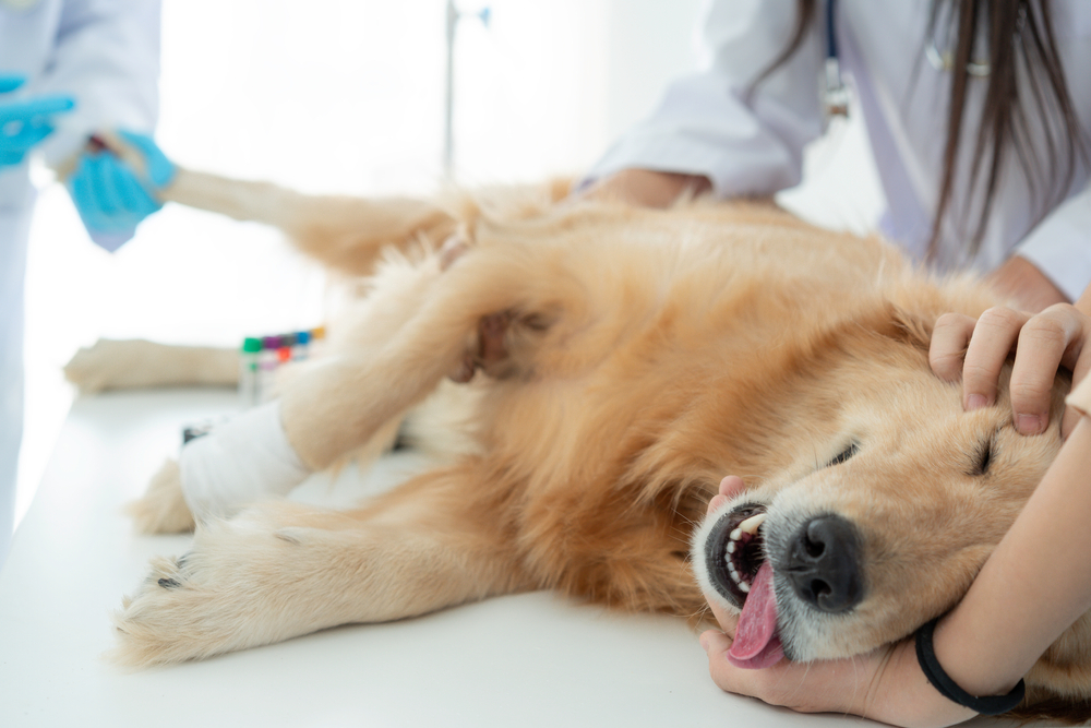 A golden retriever lies on an examination table with its tongue out while veterinarians provide urgent treatment, representing compassionate and professional pet care – Emergency Vet North Scottsdale.