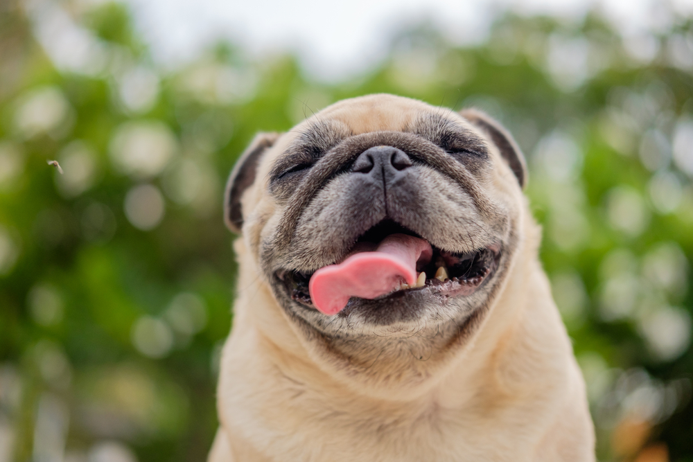 Close-up of a happy pug with tongue out enjoying fresh air in the garden – Tempe Vet