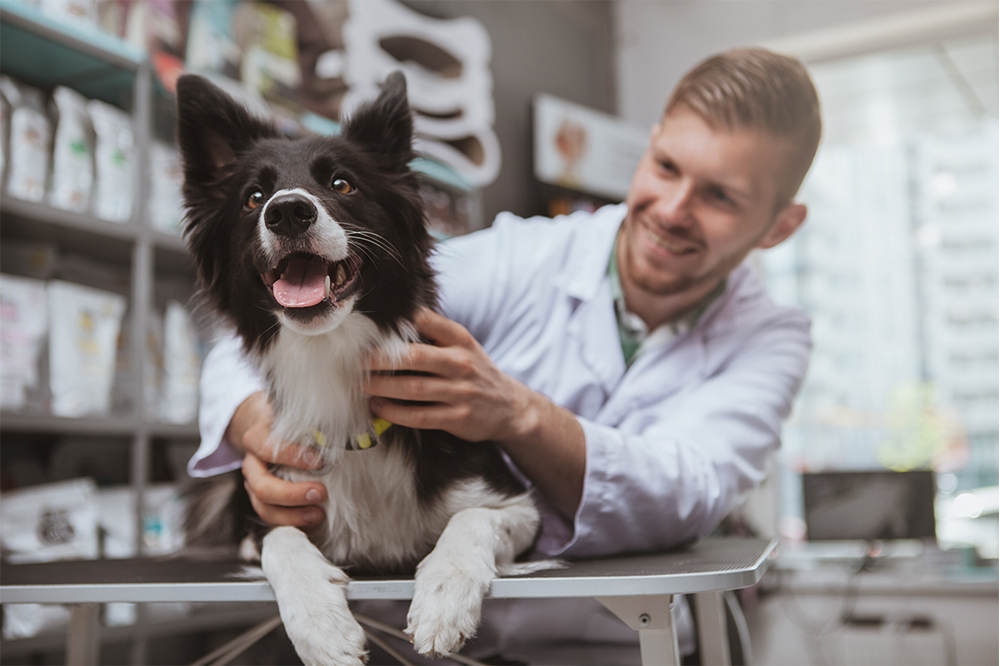 A veterinarian in a white coat happily examines a cheerful black and white Border Collie on an examination table - Luxe Vet