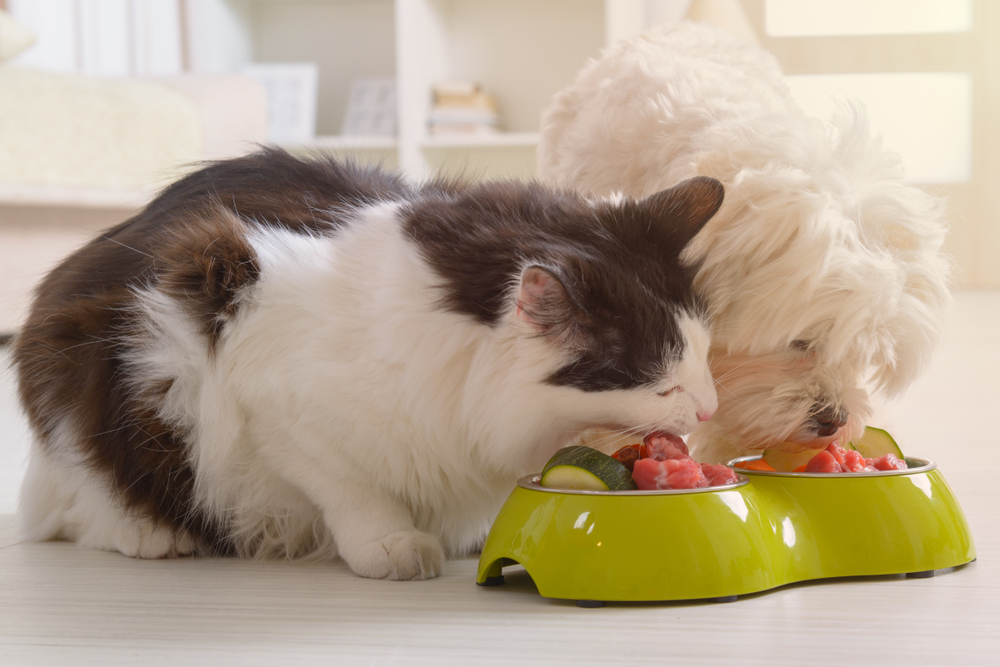 A fluffy cat and small dog sharing food from the same green bowl indoors – Tempe Vet