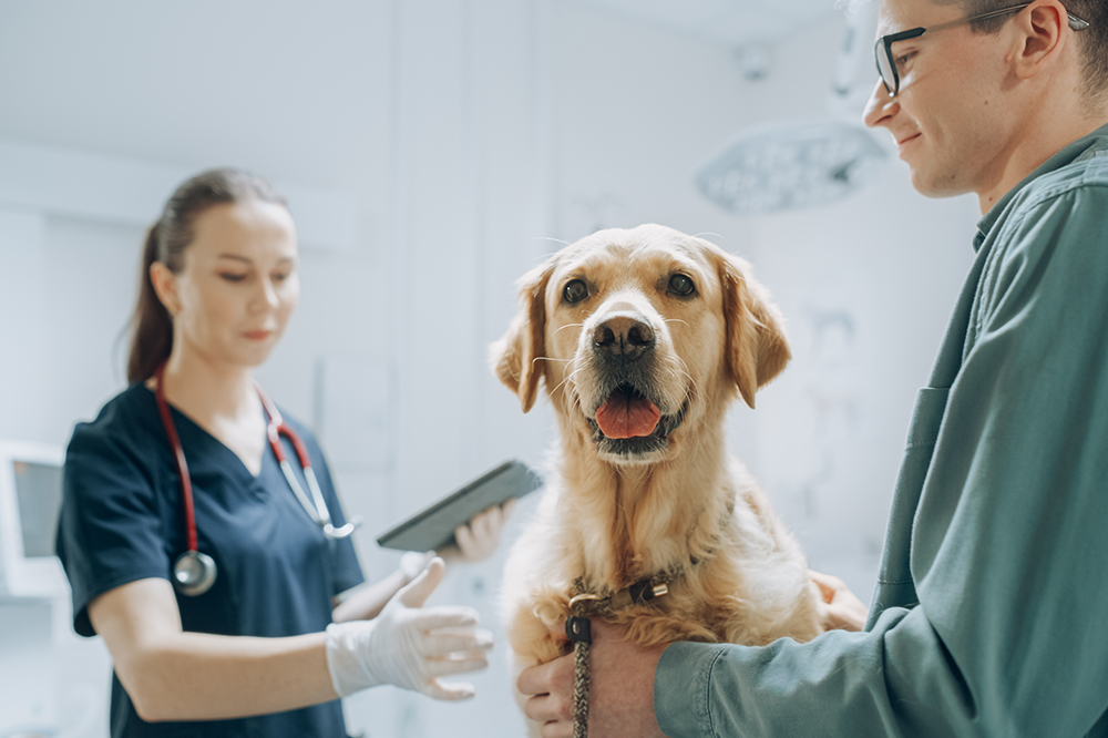 A Golden Retriever sits calmly in a veterinary clinic as a veterinarian in navy scrubs reviews a tablet, while another person holds the dog - Luxe Vet