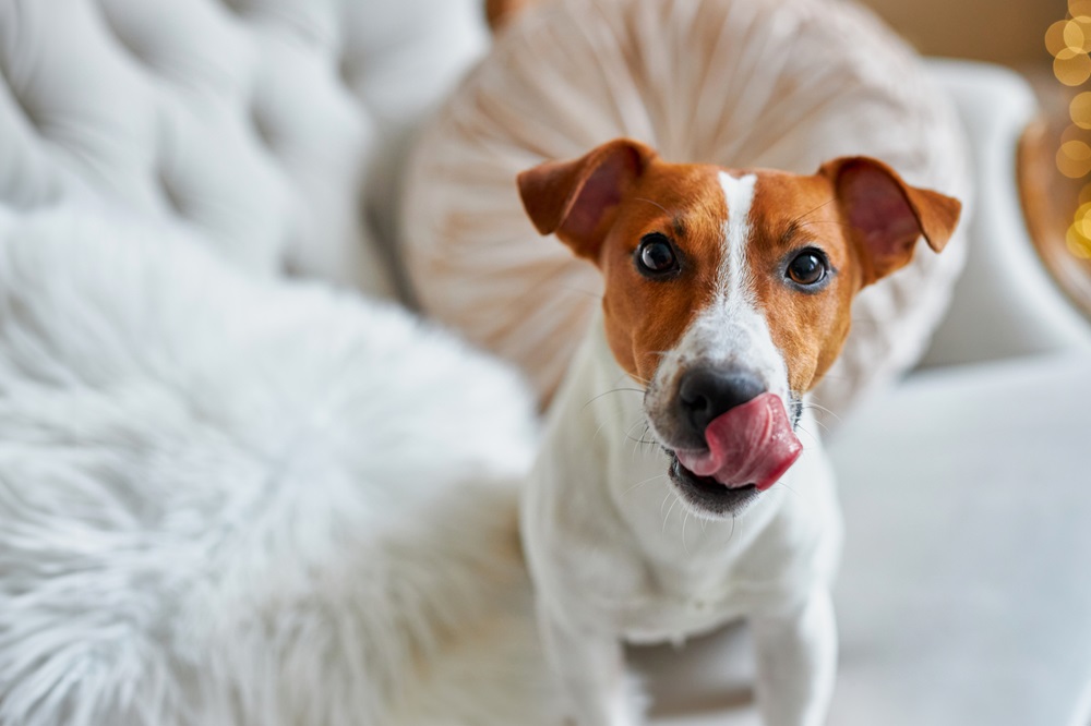 A small dog with a brown and white face licks its nose while sitting on a fluffy white couch - Luxe Vet