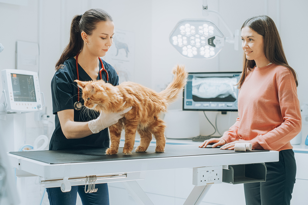 A veterinarian examines a large orange cat on an examination table while the cat’s owner watches, smiling, in a veterinary clinic - Luxe Vet