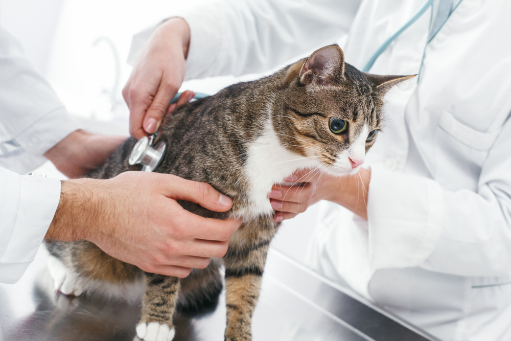 Close-up of veterinarians in white coats using a stethoscope to check the heartbeat of a tabby cat on a metal exam table - Scottsdale Emergency Vet