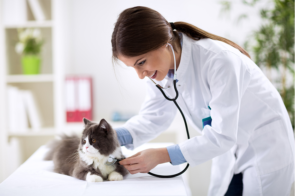 A veterinarian in a white coat uses a stethoscope to check the heartbeat of a fluffy gray and white cat on an examination table - Luxe Vet