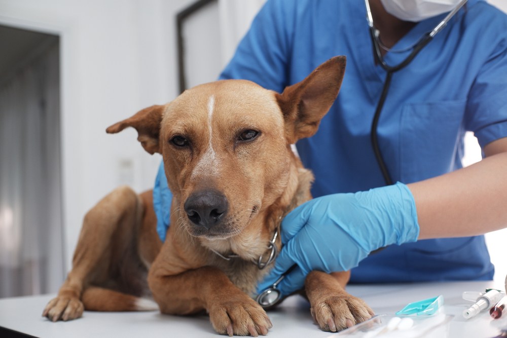 A brown dog lies on an exam table while a veterinarian in blue scrubs and gloves gently checks it with a stethoscope, representing compassionate care - Emergency Vet Tempe