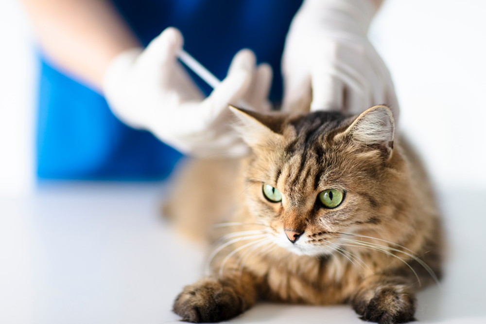 A tabby cat with green eyes lies on a table while a veterinarian in blue scrubs prepares to administer a vaccine - Luxe Vet