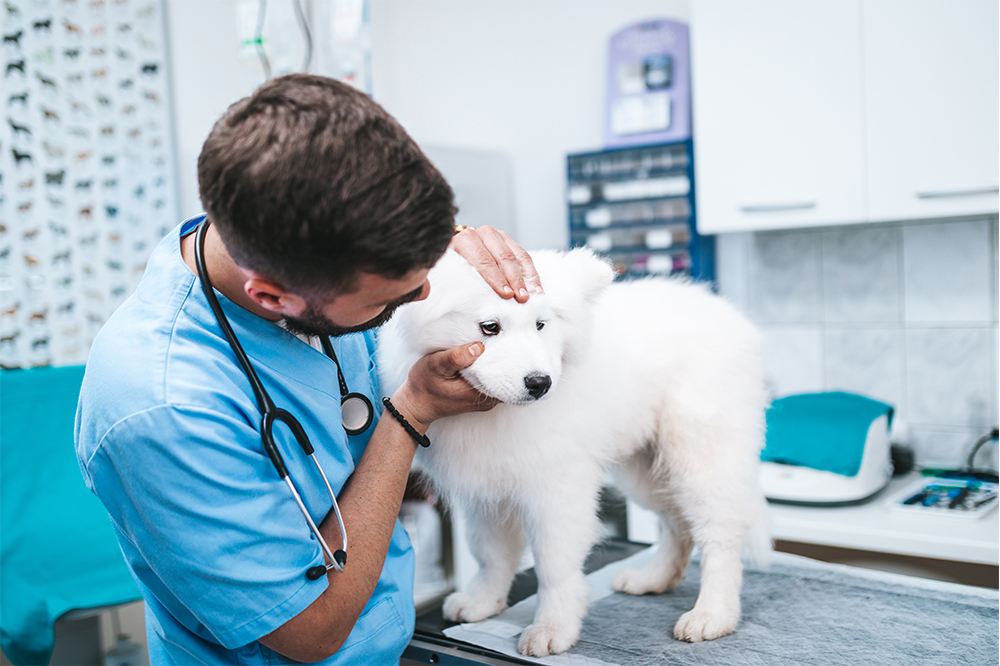 A veterinarian in blue scrubs gently examines the eyes of a fluffy white Samoyed puppy on an examination table - Luxe Vet