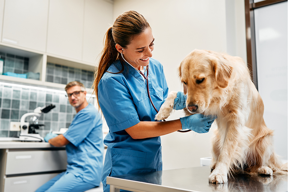 A veterinarian in blue scrubs examines a Golden Retriever's paw on a table, while another vet works at a microscope in the background - Luxe Vet