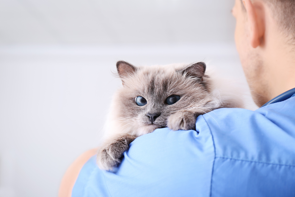 man hugging a cat - Emergency Vet Phoenix