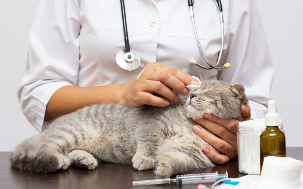 cat veterinarian checkup Vetelinar examines a domestic thoroughbred - Emergency Vet Phoenix