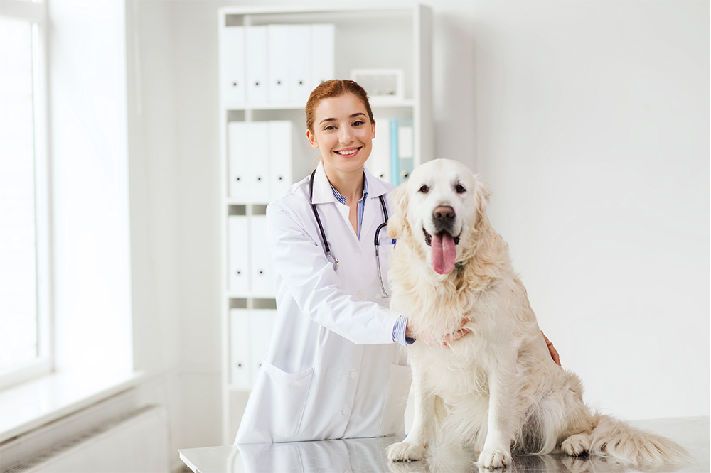 A smiling veterinarian in a white coat stands beside a happy Golden Retriever sitting on an examination table in a bright clinic - Luxe Vet