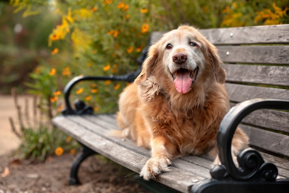Elderly golden retriever resting on a park bench surrounded by flowers – Tempe Vet