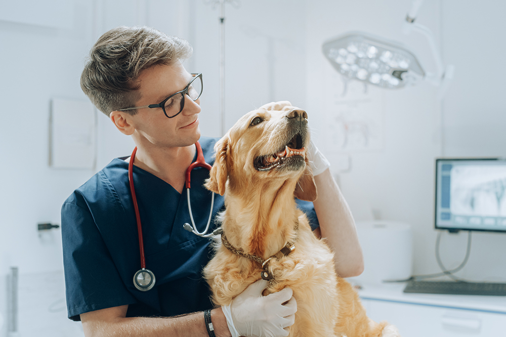 A veterinarian in blue scrubs smiles while examining a happy Golden Retriever in a veterinary clinic - Luxe Vet